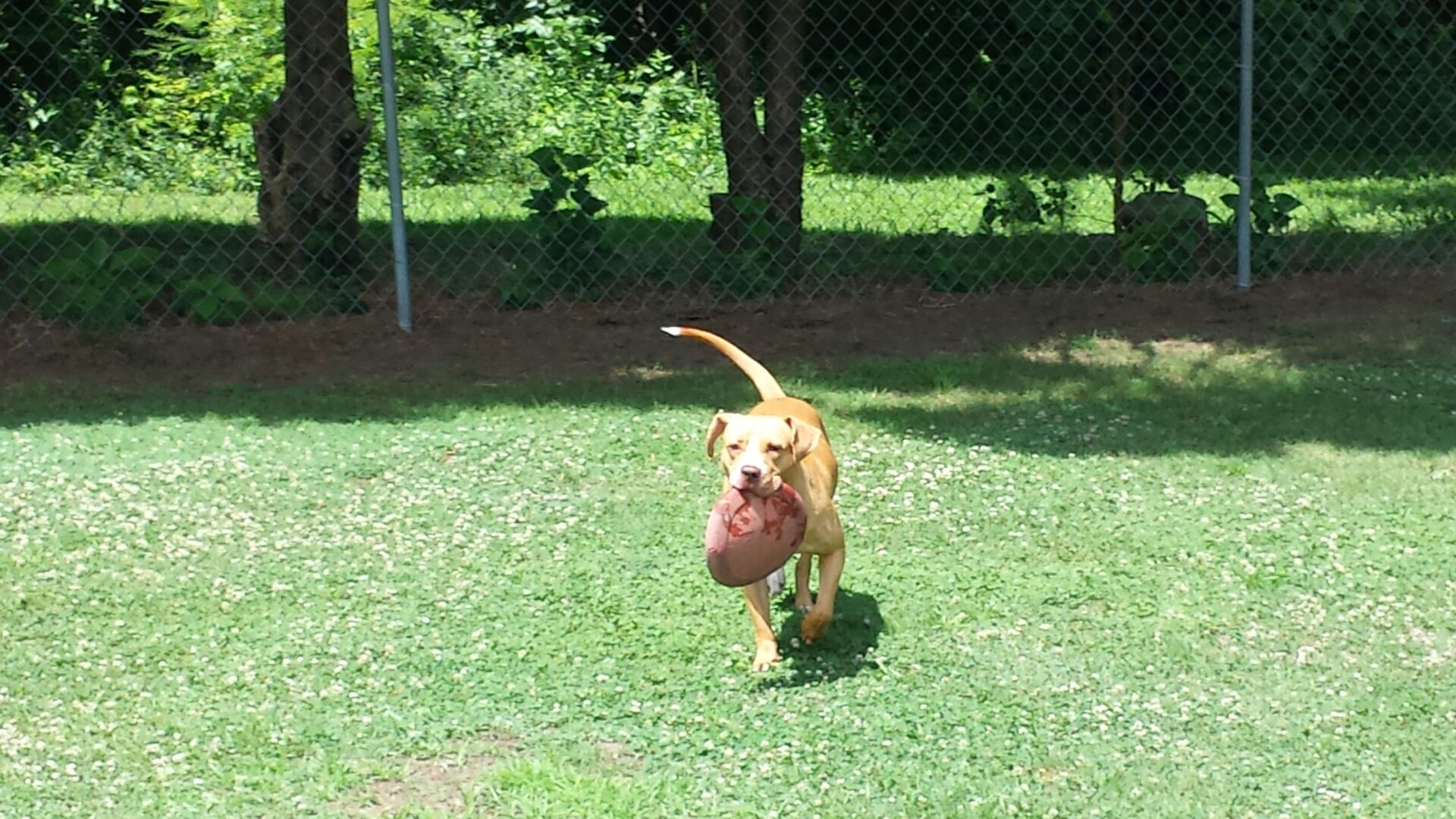 A dog is running with a frisbee in its mouth.