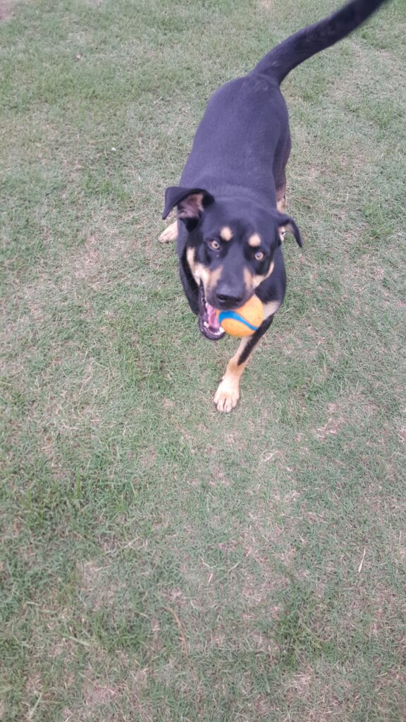 A dog is running in the grass with its head on his paw.