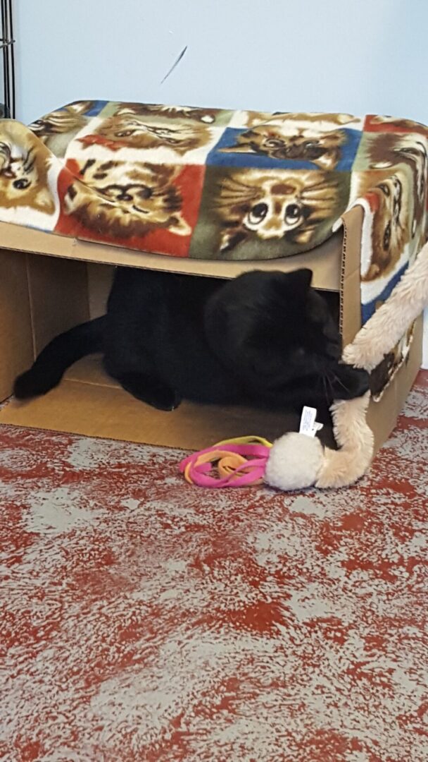 A cat playing with a toy under the bed.