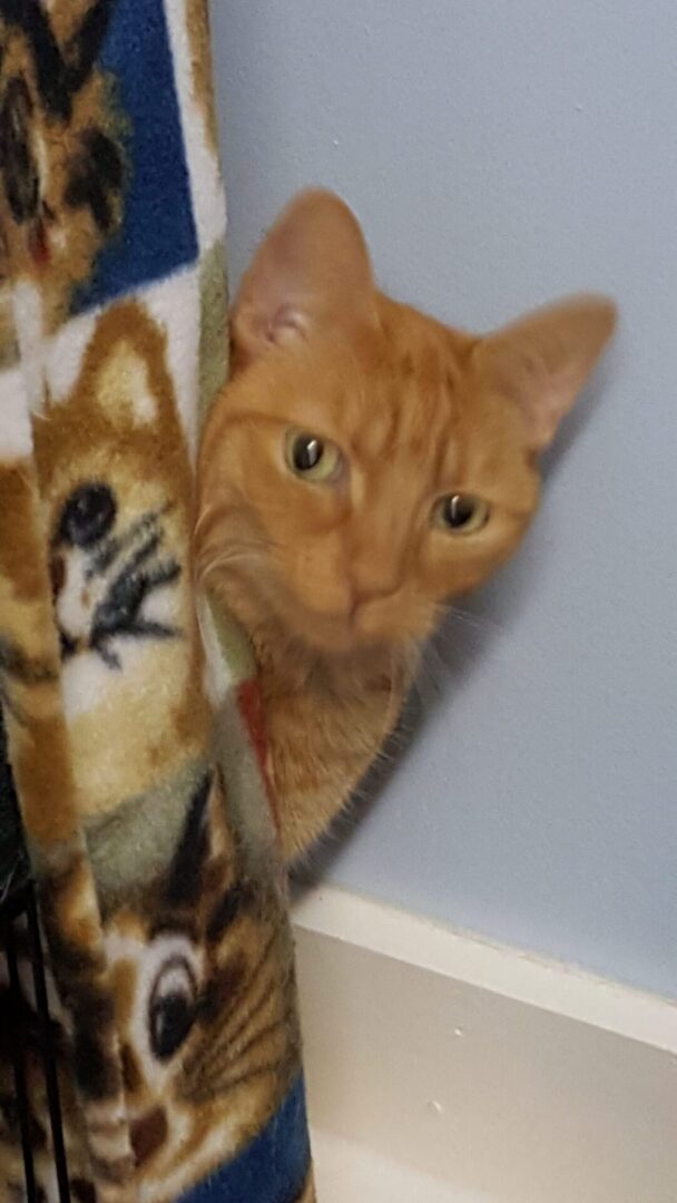 A cat is peeking out of the corner of a blanket.