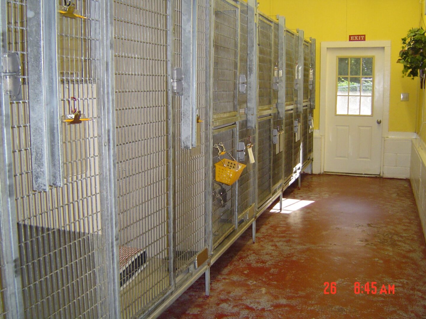 A row of cages in an animal shelter.