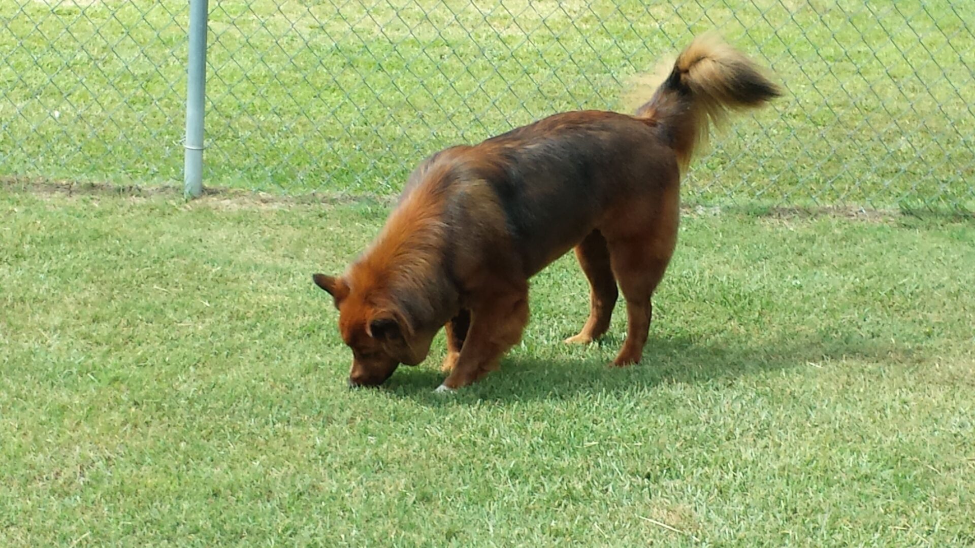 A dog is standing in the grass sniffing something.