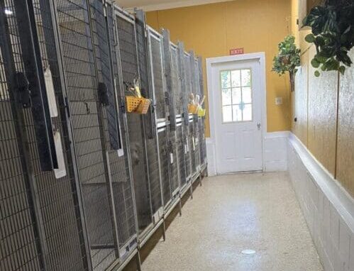 Dog kennel area